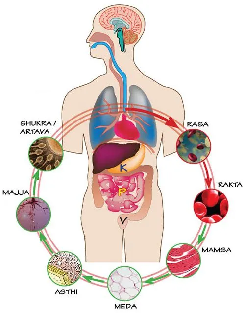 Dhatus. Rasa. Rakta. Mamsa. Meda. Ashti. Majja. Shukra