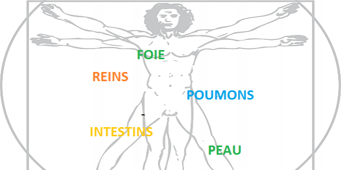 Les émonctoires: le foie, les intestins, les poumons, la peau