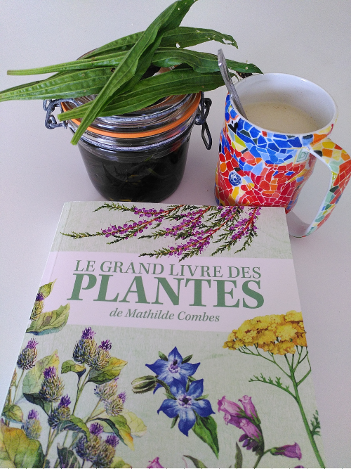 Plantain. Mathilde Combes. Le grand livre des plantes.