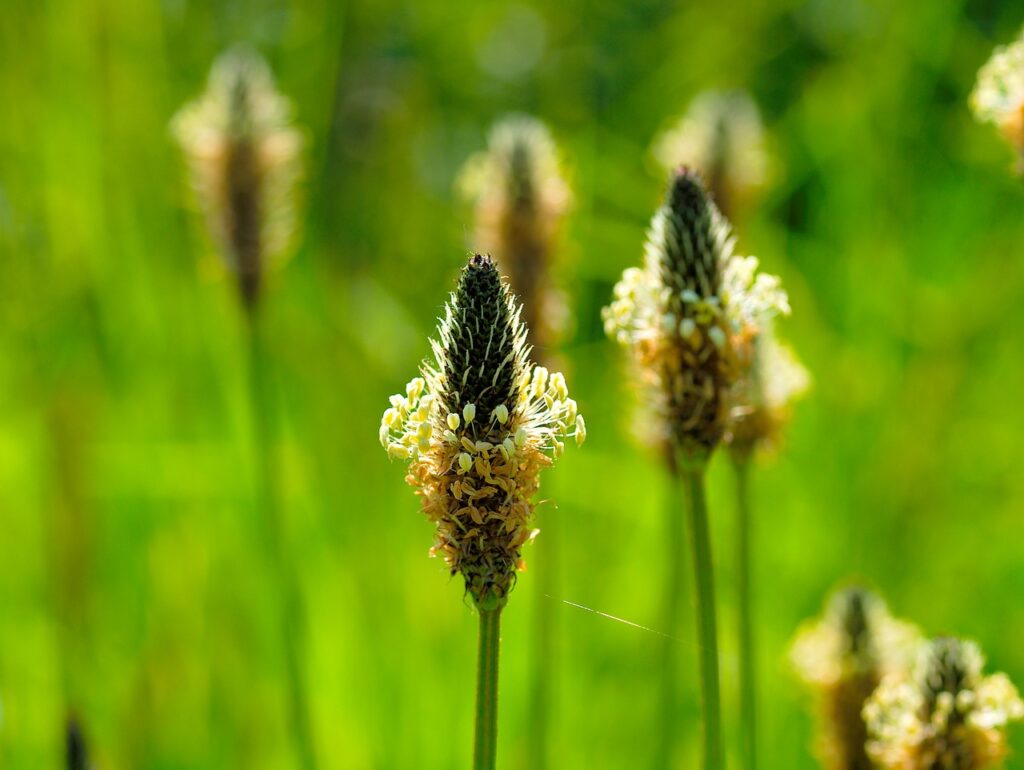 Plantain