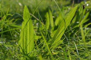 Lire la suite à propos de l’article Le plantain, une plante sauvage utile pour votre jardin et armoire à pharmacie