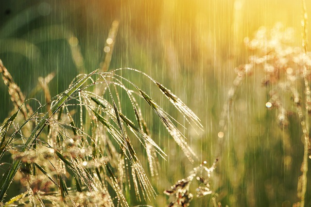 Pluie d'été