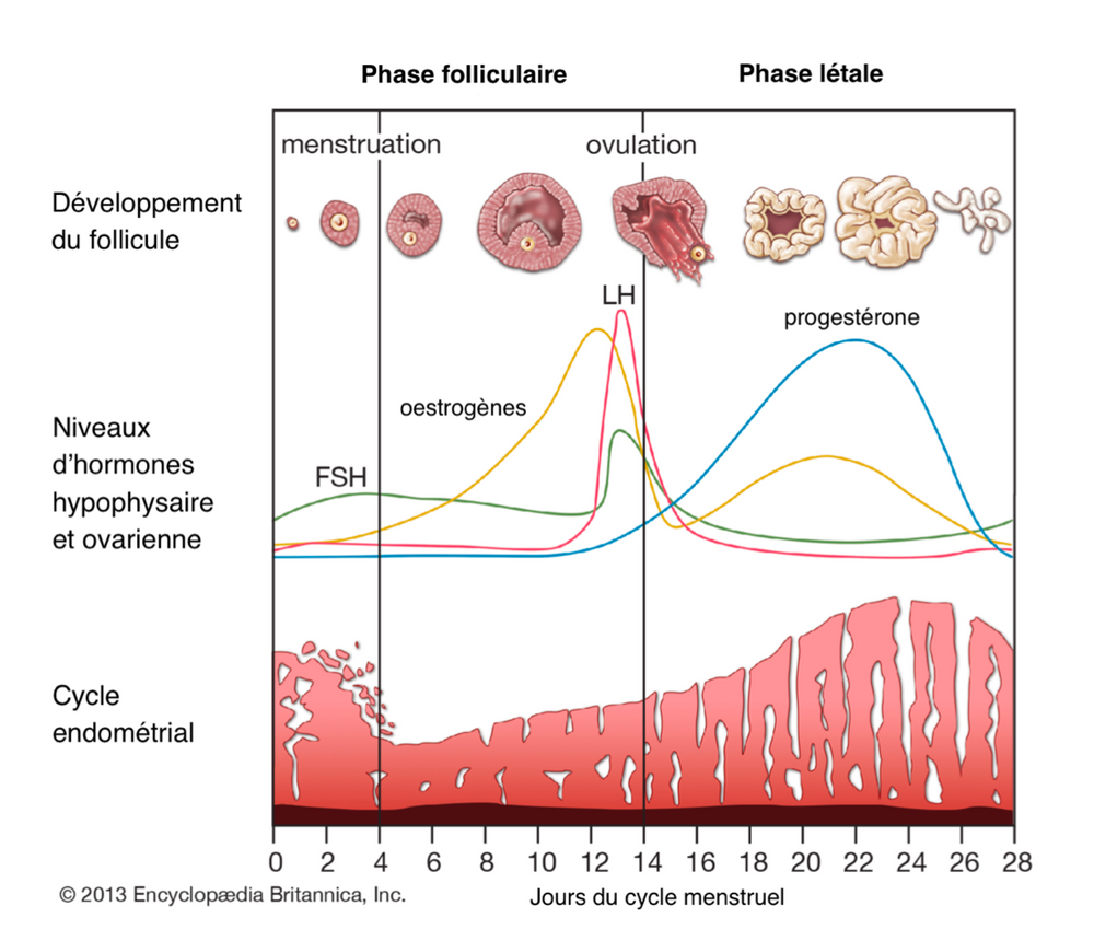 Variation hormonale